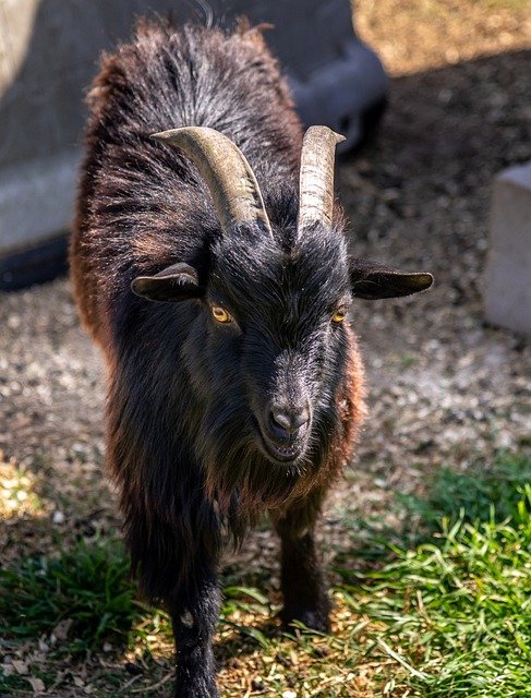 Free download goat farm animal mammal free picture to be edited with GIMP free online image editor