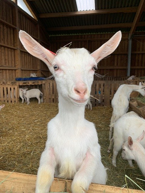 Téléchargement gratuit Goat Farm Protruding - photo ou image gratuite à éditer avec l'éditeur d'images en ligne GIMP