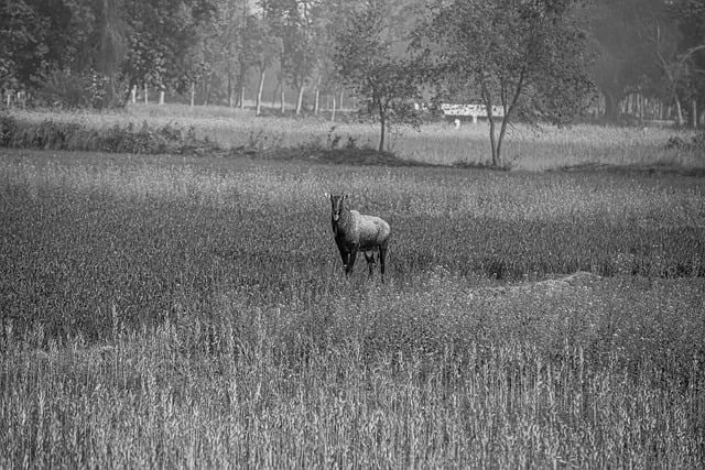 Descargue gratis la imagen gratuita del campo del pueblo de la granja de cabras para editar con el editor de imágenes en línea gratuito GIMP