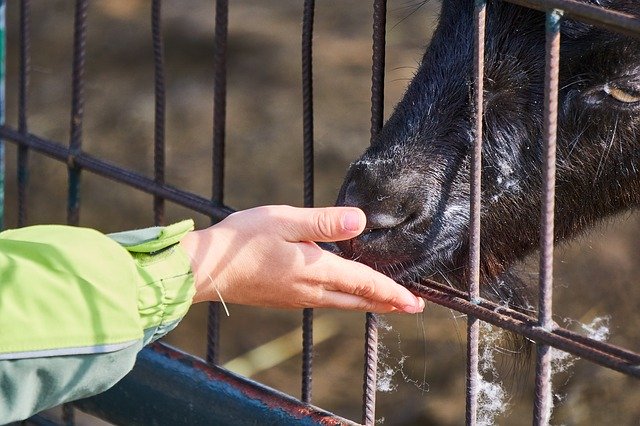 Free download Goat Feeding Feed -  free photo or picture to be edited with GIMP online image editor