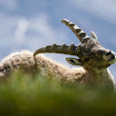 Goat girl itches  screen for extension Chrome web store in OffiDocs Chromium