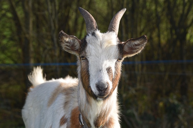 Descărcare gratuită capră capră pui capră copil poza gratuită pentru a fi editată cu editorul de imagini online gratuit GIMP
