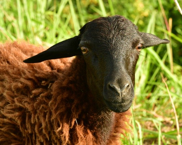 Template Photo Goat Goatling Lamb for OffiDocs