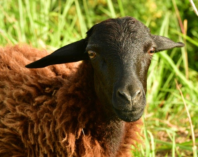 Бесплатно скачайте бесплатный шаблон фотографии Goat Goatling Lamb для редактирования с помощью онлайн-редактора изображений GIMP