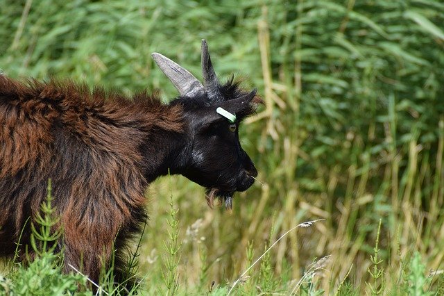 Free download Goat Goats Cattle -  free photo or picture to be edited with GIMP online image editor