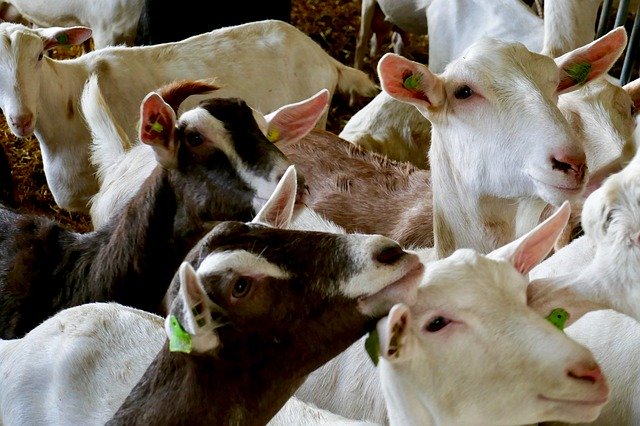 Free picture Goat Goats Farm -  to be edited by GIMP free image editor by OffiDocs