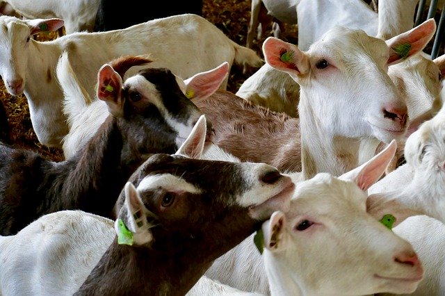 Descărcare gratuită Goat Goats Farm - fotografie sau imagini gratuite pentru a fi editate cu editorul de imagini online GIMP