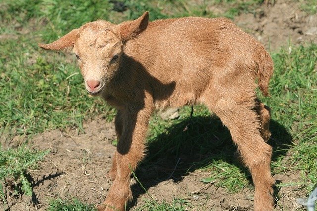 Скачать бесплатно Goat Golden Guernsey Newborn - бесплатное фото или изображение для редактирования с помощью онлайн-редактора изображений GIMP