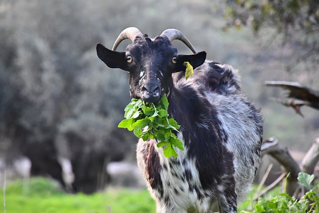 Descărcați gratuit coarne de capră fermă de animale agricultura poză gratuită pentru a fi editată cu editorul de imagini online gratuit GIMP