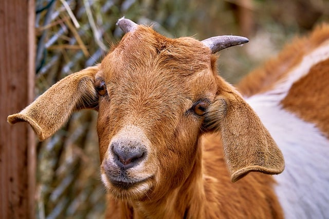 Baixe gratuitamente chifres de cabra, olhos de filhote, imagem gratuita de gado para ser editada com o editor de imagens on-line gratuito do GIMP