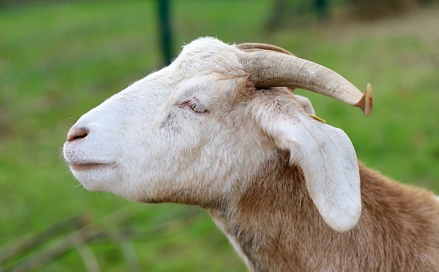 Free download goat horns goat head farm animal free picture to be edited with GIMP free online image editor