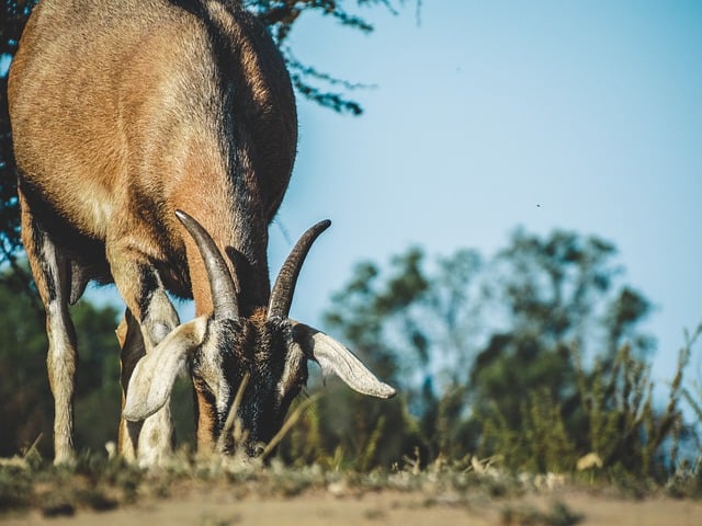 Free download goat horns pasture wild animals free picture to be edited with GIMP free online image editor