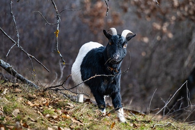 Free download goat horns valais blackneck goat free picture to be edited with GIMP free online image editor