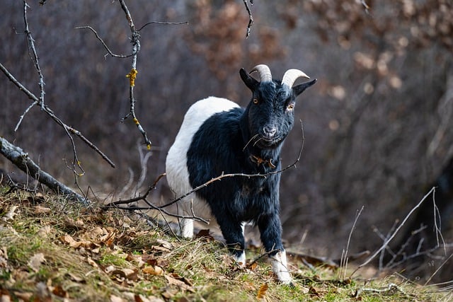 Muat turun percuma tanduk kambing valais gambar percuma kambing leher hitam untuk diedit dengan editor imej dalam talian percuma GIMP