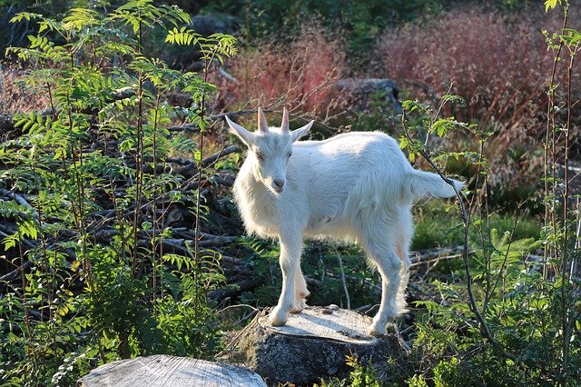 دانلود رایگان Goat Kid A Young Domestic - عکس یا تصویر رایگان قابل ویرایش با ویرایشگر تصویر آنلاین GIMP