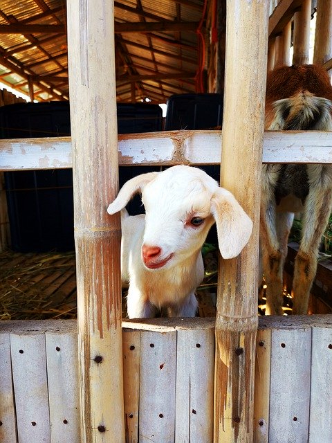 ดาวน์โหลดฟรี Goat Kid Farm - รูปถ่ายหรือรูปภาพฟรีที่จะแก้ไขด้วยโปรแกรมแก้ไขรูปภาพออนไลน์ GIMP