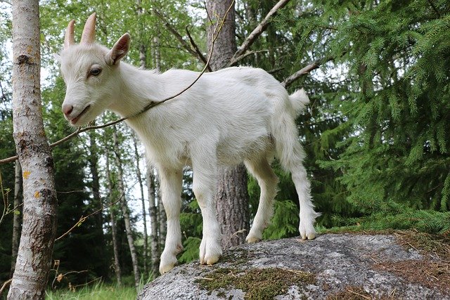 Muat turun percuma Goat Kid Mammal Domestic - foto atau gambar percuma untuk diedit dengan editor imej dalam talian GIMP