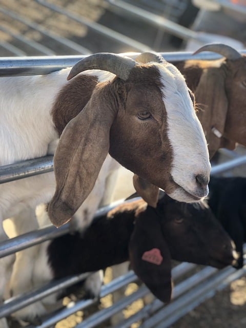 Free download goat livestock animal mammal farm free picture to be edited with GIMP free online image editor