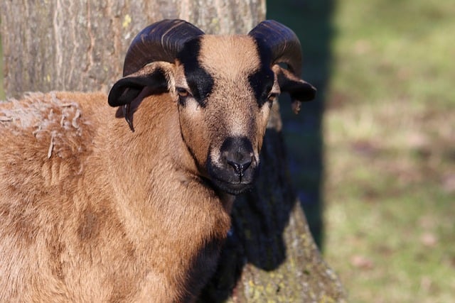 Free download goat mammal cattle farm animal free picture to be edited with GIMP free online image editor