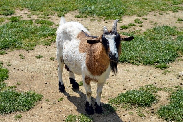 Скачать бесплатно Goat Mammal Nature - бесплатное фото или изображение для редактирования с помощью онлайн-редактора изображений GIMP