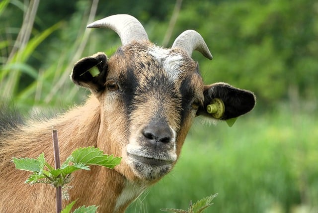 Free download goat mammal portrait animal horns free picture to be edited with GIMP free online image editor