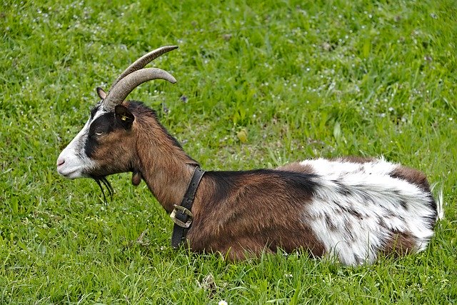 Free download Goat Meadow Rest -  free photo or picture to be edited with GIMP online image editor