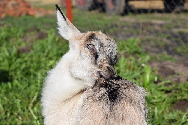Gratis download Goat Milk Nature - gratis foto of afbeelding om te bewerken met GIMP online afbeeldingseditor
