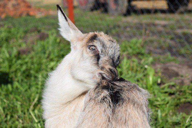 Free download Goat Milk Nature -  free photo or picture to be edited with GIMP online image editor