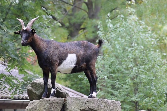 Free download goat mountain goat animal mammal free picture to be edited with GIMP free online image editor