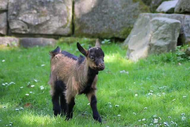 Free download goat mountain goat cub mammal free picture to be edited with GIMP free online image editor