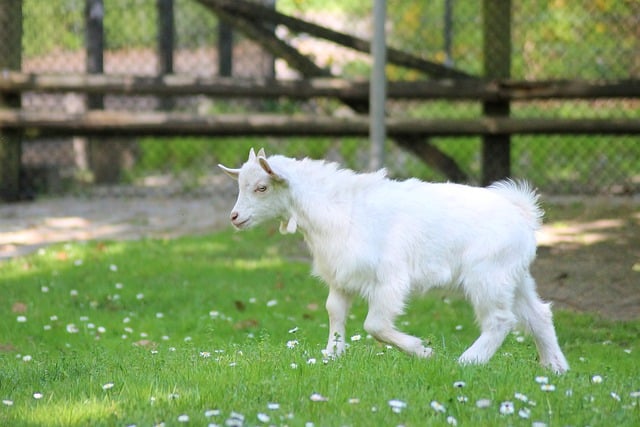 Free download goat mountain goat white goat cub free picture to be edited with GIMP free online image editor
