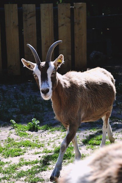 Libreng download Goat Nature Animal - libreng larawan o larawan na ie-edit gamit ang GIMP online na editor ng imahe