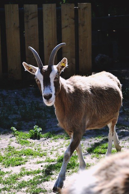 Free download Goat Nature Animal -  free photo or picture to be edited with GIMP online image editor