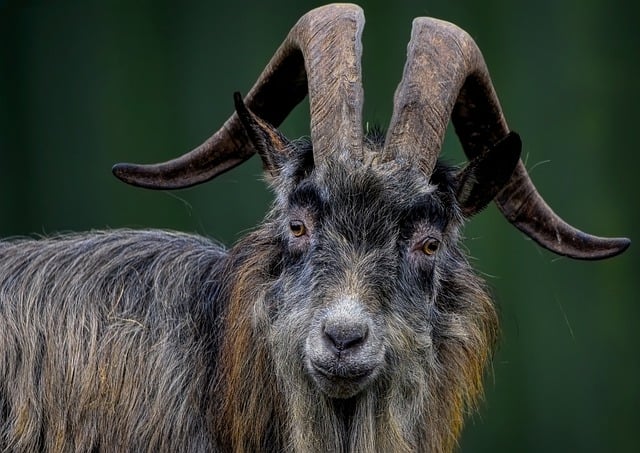 Free download goat old irish goat ruminant free picture to be edited with GIMP free online image editor
