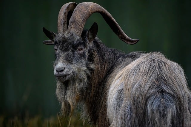 Free download goat old irish goat ruminant mammal free picture to be edited with GIMP free online image editor