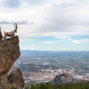 Goat on the cliff  screen for extension Chrome web store in OffiDocs Chromium