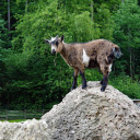 Goat on the rocky mountain  screen for extension Chrome web store in OffiDocs Chromium