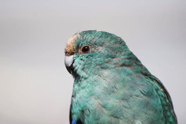 ດາວໂຫຼດຟຣີ goat parakeet bird parakeet beak ຮູບພາບຟຣີທີ່ຈະແກ້ໄຂດ້ວຍ GIMP ບັນນາທິການຮູບພາບອອນໄລນ໌ຟຣີ