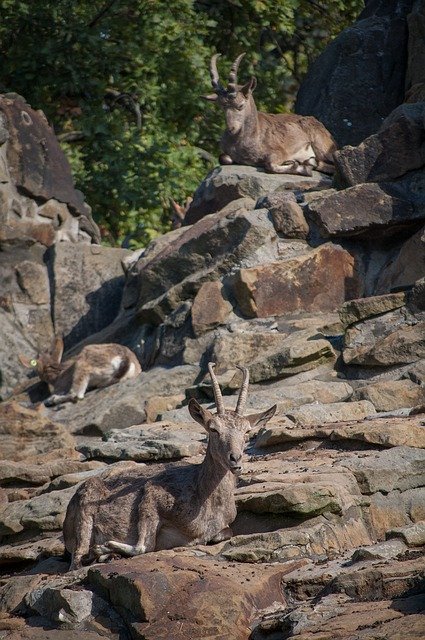 Free download Goat Rock Horns -  free photo or picture to be edited with GIMP online image editor