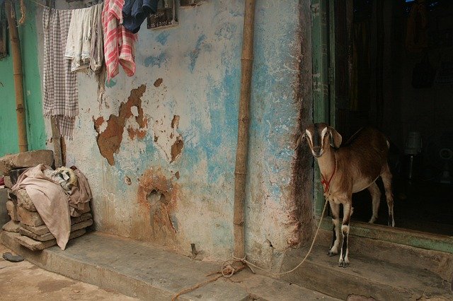 Free picture Goat Rural India -  to be edited by GIMP free image editor by OffiDocs