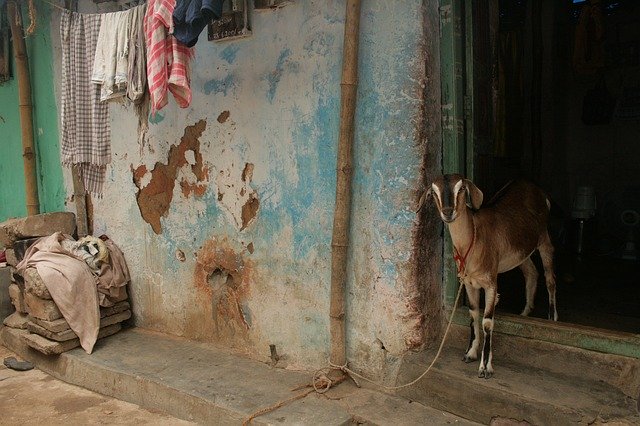 Free download Goat Rural India -  free photo or picture to be edited with GIMP online image editor