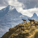 Goats climbing rocks  screen for extension Chrome web store in OffiDocs Chromium