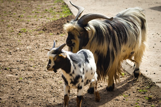 Free download goats cub father and son wildlife free picture to be edited with GIMP free online image editor