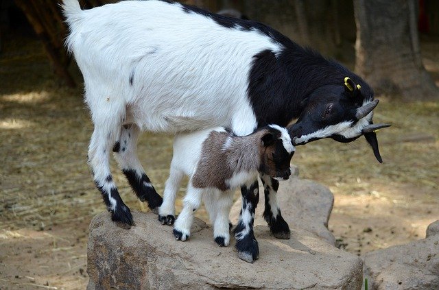 Descărcare gratuită Goats Dam Kitz - fotografie sau imagine gratuită pentru a fi editată cu editorul de imagini online GIMP