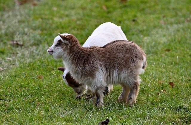 Free download goats domestic goats farm animals free picture to be edited with GIMP free online image editor