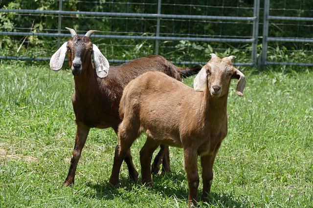دانلود رایگان Goats Farm Animal - عکس یا تصویر رایگان قابل ویرایش با ویرایشگر تصویر آنلاین GIMP