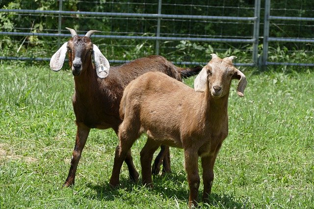 Free download Goats Farm Animal -  free photo or picture to be edited with GIMP online image editor