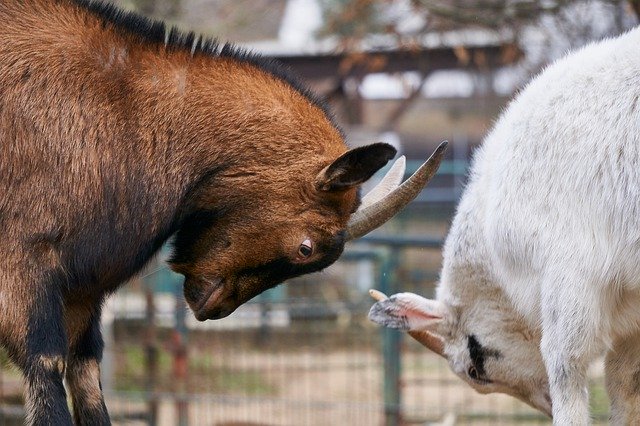 Download gratuito Goats Fight Deals - foto o immagine gratuita da modificare con l'editor di immagini online di GIMP