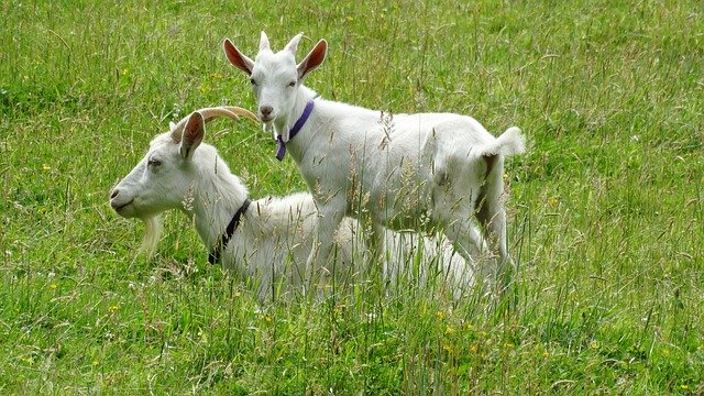 Descarga gratuita Goats Goat Kid: foto o imagen gratuita para editar con el editor de imágenes en línea GIMP