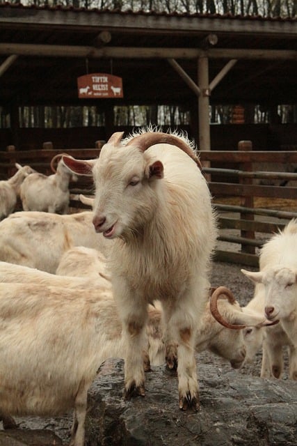 Free download goat sheep horns mammal farming free picture to be edited with GIMP free online image editor